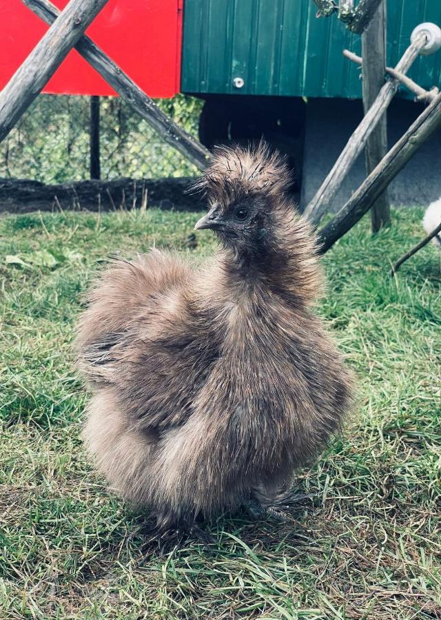 Ferienwohnung Seidenhuhn Киферсфелден Екстериор снимка