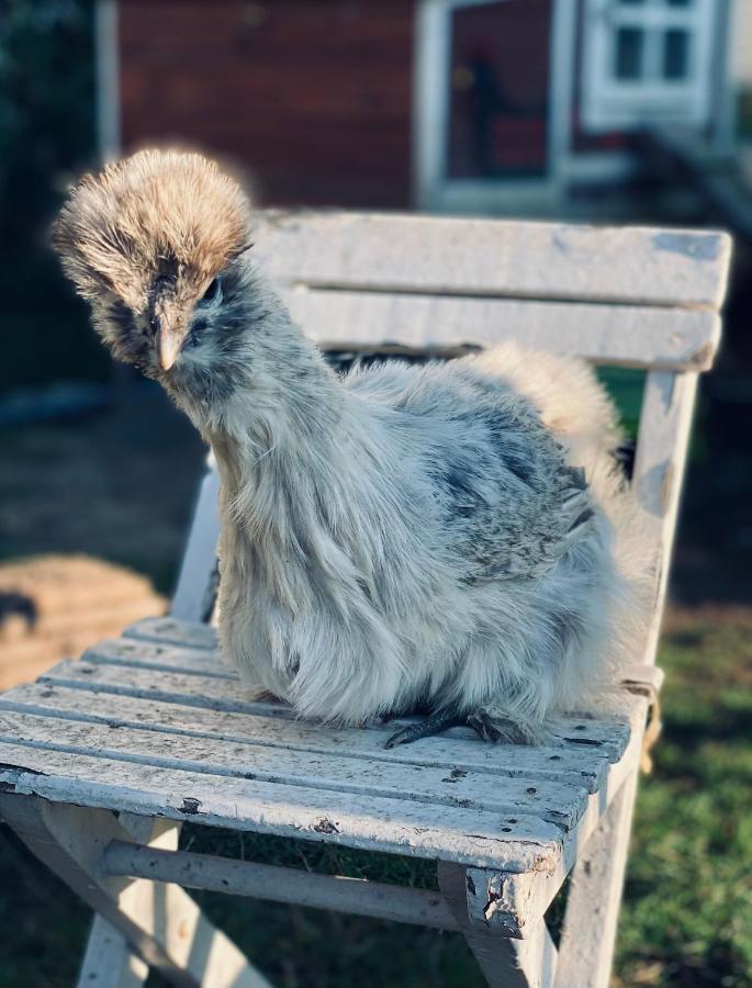 Ferienwohnung Seidenhuhn Киферсфелден Екстериор снимка