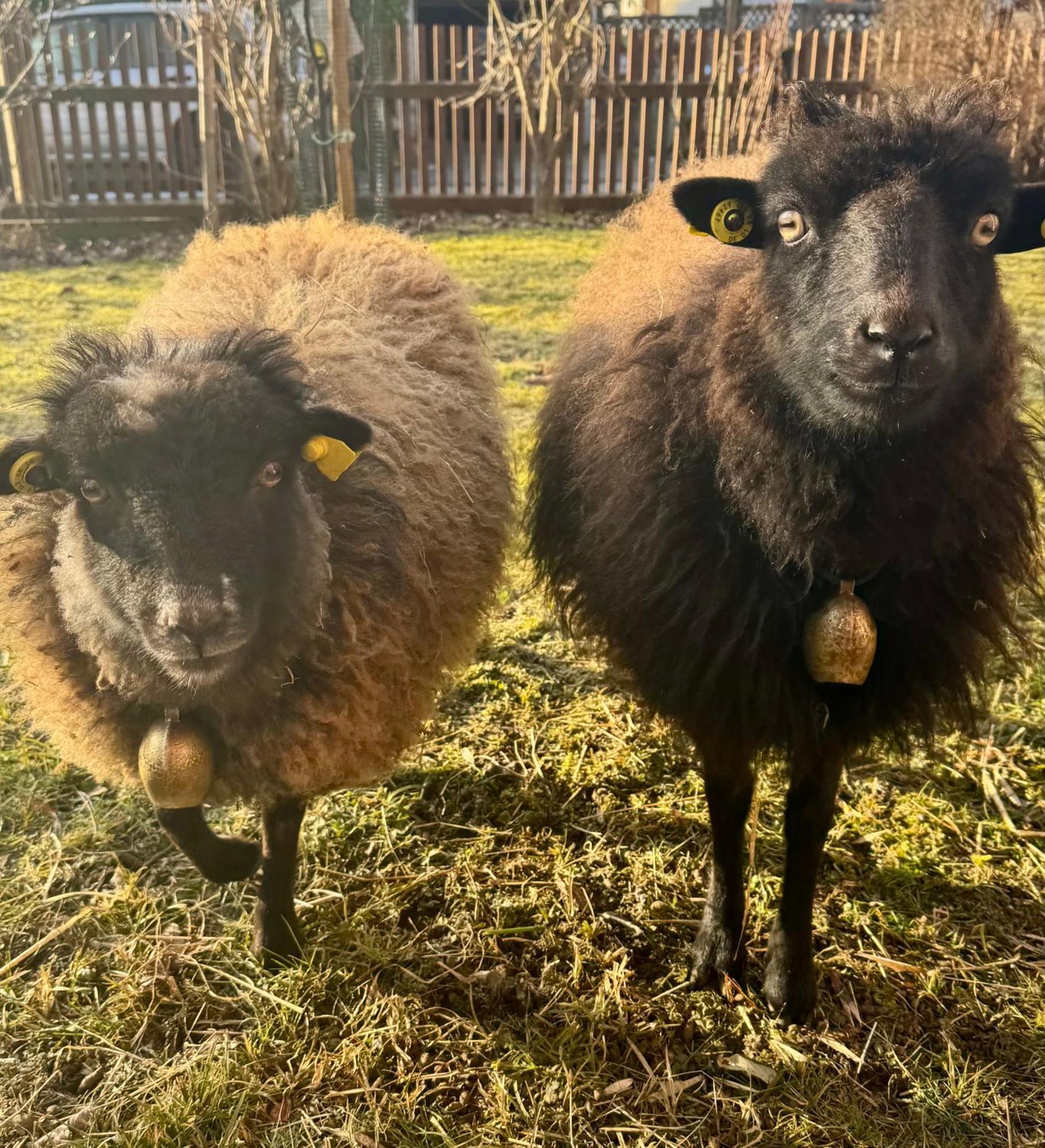 Ferienwohnung Seidenhuhn Киферсфелден Екстериор снимка